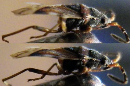 Scolopostethus sp.
