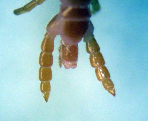 Strigamia carniolensis