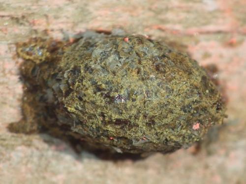 Anthidiellum sp.