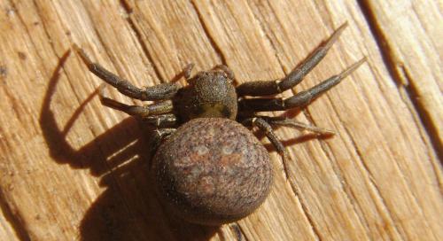 Xysticus sp.