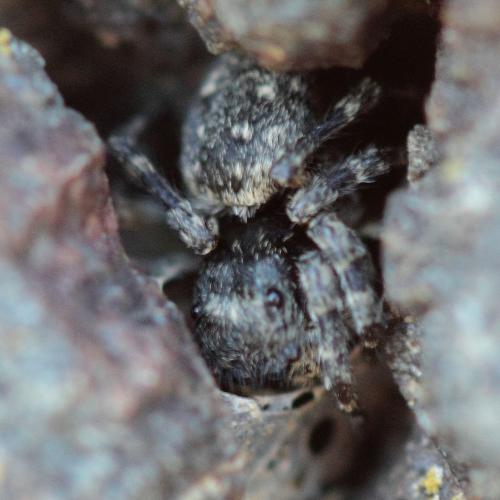 Réf. 138 469 : Attulus distinguendus