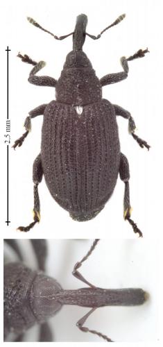 Tachyerges pseudostigma