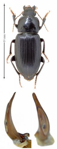 Cryptophonus tenebrosus