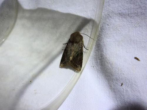 Réf. 138 619 : Orthosia incerta