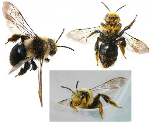 Andrena sp.