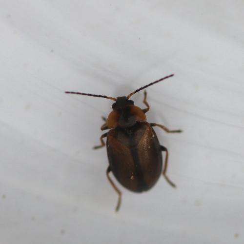 Odeles marginata