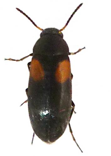 Réf. 138 309 : Anaspis fasciata