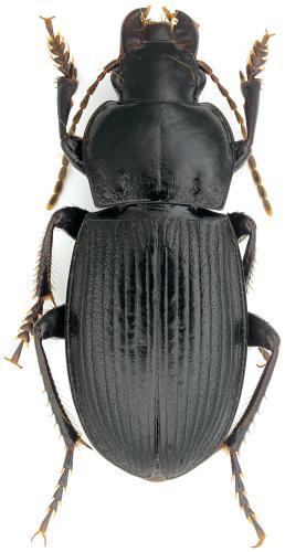 Réf. 138 208 : Harpalus punctipennis