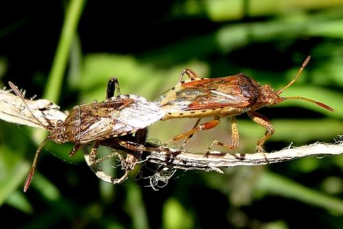 Stictopleurus sp.