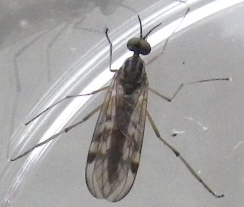 Réf. 138 728 : Sylvicola punctatus