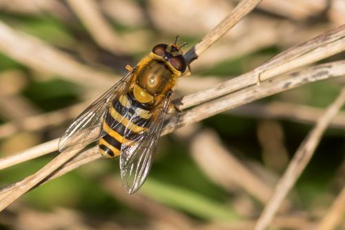 Syrphus ribesii