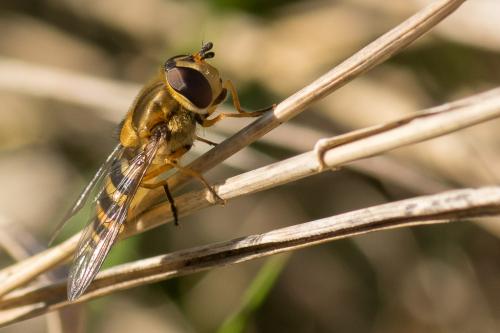 Syrphus ribesii