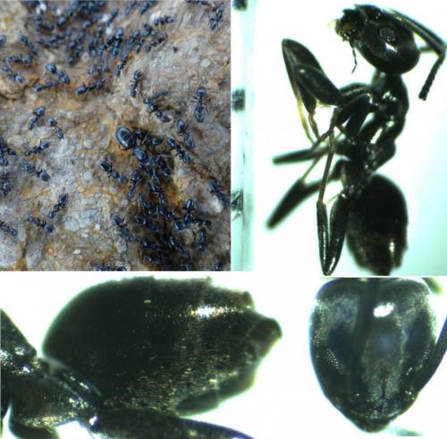 Tapinoma sp.