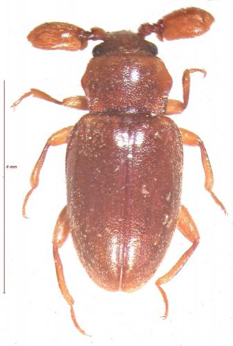 Trochoideus desjardinsi