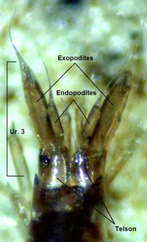 Réf. 138 504 : Gammarus pulex