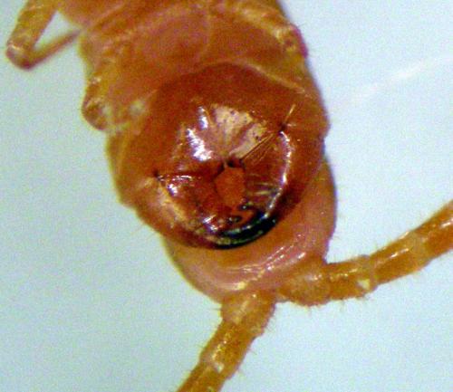 Strigamia carniolensis