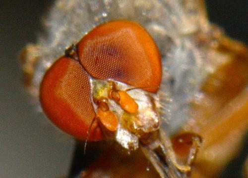 Réf. 138 715 : Brachyopa pilosa