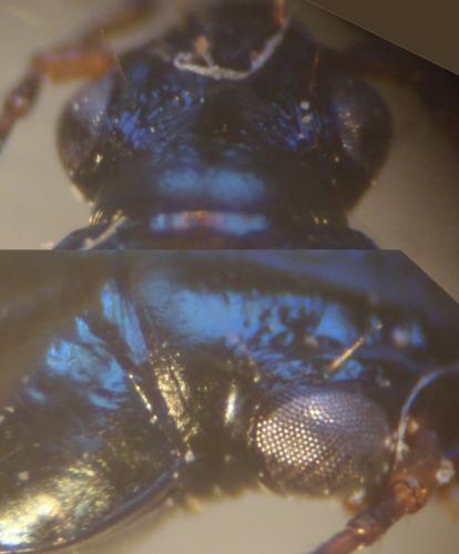Bembidion decorum