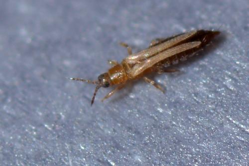 Thrips sp.