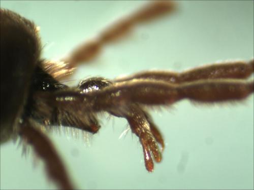 Allothrombium meridionale