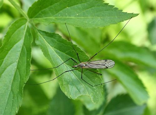 Tipula pabulina