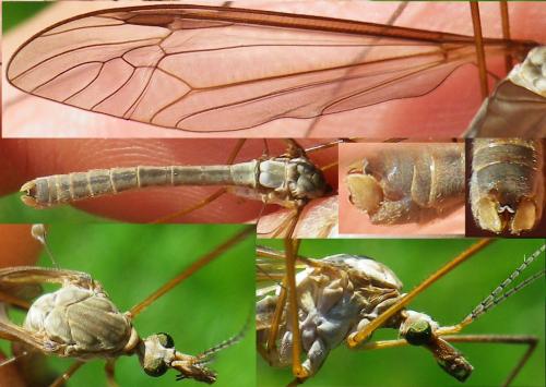Réf. 138 893 : Tipula oleracea