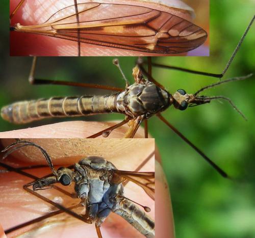 Tipula vittata