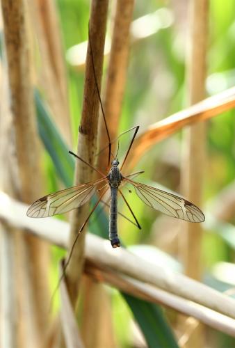 Tipula luna