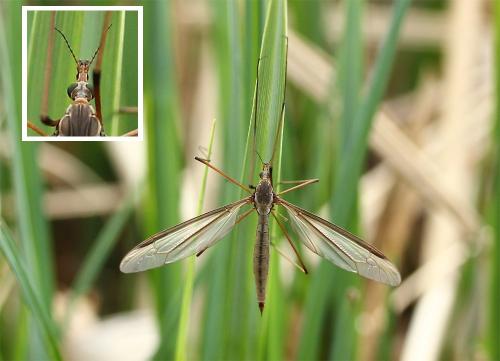 Tipula oleracea