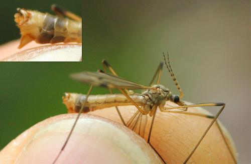 Réf. 138 832 : Tipula variicornis