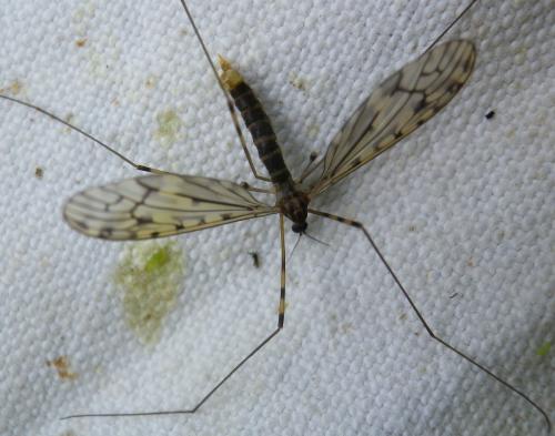 Réf. 138 864 : Limonia nubeculosa
