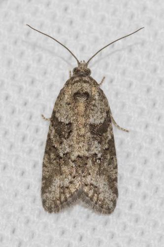 Réf. 138 801 : Cnephasia sp.