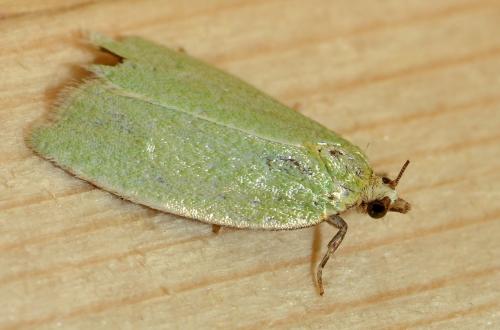 Réf. 138 403 : Tortrix viridana