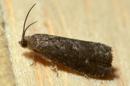 Grapholita sp.