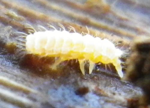 Monobella grassei