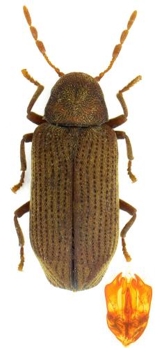 Anobium inexspectatum