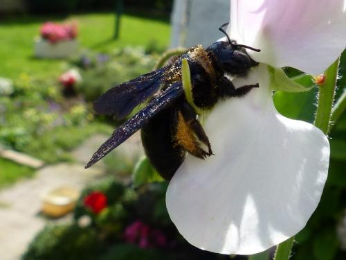 Réf. 138 518 : Xylocopa violacea