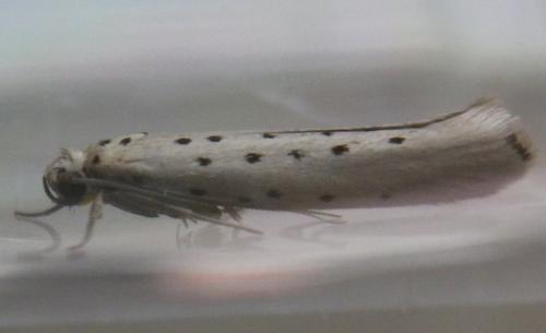 Yponomeuta sedella