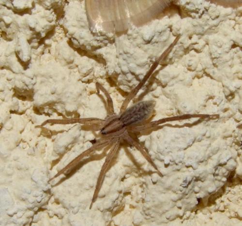 Zora spinimana