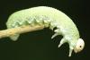 Trichiosoma vitellina