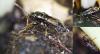 138980 – Photo : Roland Bettinelli – France (69)