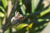 138524 – Photo : Nicolas Alric – France (11)