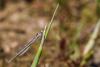 138102 – Photo : Cochet Alain – France (40)