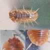 Armadillidium nasatum