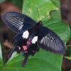 138089 – Photo : D. Martinez – Philippines