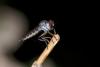 138095 – Photo : D. Martinez – Philippines