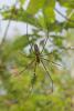 138543 – Photo : D. Martinez – Philippines