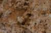 138171 – Photo : Fabricius – France (13)