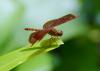 138608 – Photo : Jean-Claude Jamoulle – Vietnam