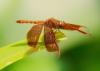 138634 – Photo : Jean-Claude Jamoulle – Vietnam